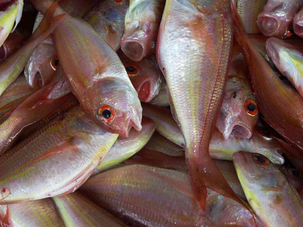 red fish