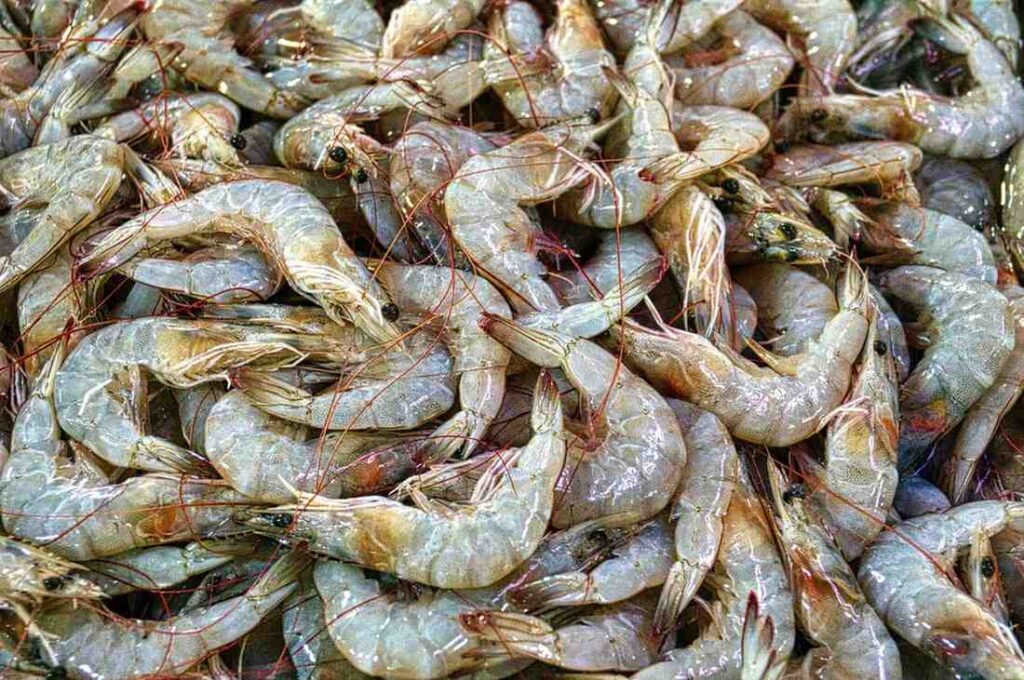 seafood